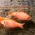 Male Chili Red Rosy Barb