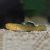 Desert Goby 5cm