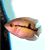 Chocolate Cichlid