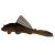 Chocolate Plecostomus Catfish