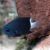 Bicolour Chromis - Medium
