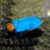 Male Blue Devil Damselfish