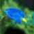 Damselfish Yellow-Tail