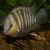 Cichlasoma Blue-Eye 7cm