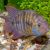 Cichlid Amatitlania Sajica T Bar