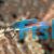 Blueside Fairy Wrasse 