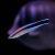 Cleaner Wrasse