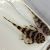 Clown Pleco