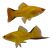 Comet Gold Swordtail 