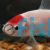 Red Cap Comet - Tancho 5cm