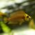 Compressiceps - Gold Form 6cm
