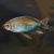 Congo Tetra