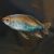 Congo Tetra 