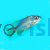 Copadichromis MLoto - Undu Reef