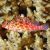 Coral Hawkfish