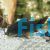 Corydoras Black Venezuela