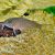 Corydoras Punctatus