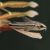 Corydoras Pygmaeus - Wild 