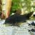Corydoras sp. 
