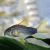 Corydoras Similis 