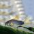 Corydoras Similis