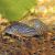 Corydoras Sterbai