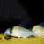 Corydoras Atropersonatus