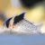 Corydoras Brevirostris Orinoco