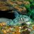 Peppered Corydoras