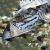 Corydoras Cf Pulcher 5cm