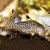 Corydoras Reticulatus