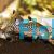 Corydoras Reticulatus