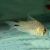 Corydoras Species C91