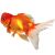 Crown Head Oranda