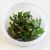 Cryptocoryne Beckettii - Tissue Culture