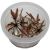 Cryptocoryne Wendtii Flamingo - Tissue Culture