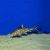 Synodontis Multipunctatus