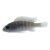 Cynotilapia Red Crest Purple Afra