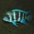 Cyphotilapia Frontosa 3.5cm