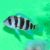 Cyphotilapia Frontosa Burundi