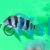 Cyphotilapia Frontosa Burundi