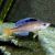Cyprichromis Leptosoma 
