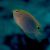 Damselfish Speckled -