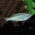 Giant Danio 5cm
