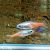 Diamond Neon Tetra