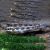 Checkerboard Cichlid