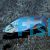 Dimidiochromis compressiceps
