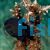 Damselfish Domino