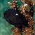 Domino Damselfish - Dascyllus trimaculatus
