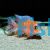 Dragon Blood Cichlid